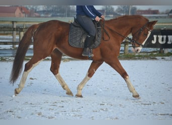 Belgian Warmblood, Mare, 17 years, 15,2 hh, Chestnut-Red