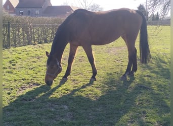 Belgian Warmblood, Mare, 17 years, 16,1 hh, Brown