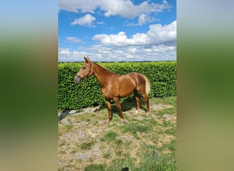 Belgian Warmblood, Mare, 17 years, 16,1 hh, Chestnut-Red