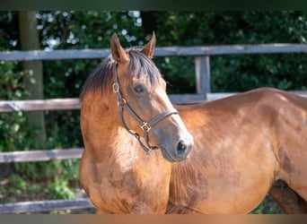 Belgian Warmblood, Mare, 17 years, 16,3 hh, Brown