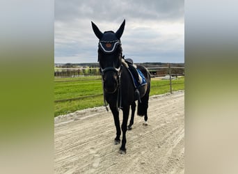 Belgian Warmblood, Mare, 17 years, 16 hh, Black Belgian Warmblood, Mare, 17 years, 16 hh, Black