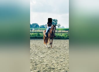 Belgian Warmblood, Mare, 17 years, 16 hh, Chestnut