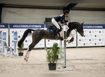 Belgian Warmblood, Mare, 17 years, 9.2 hh, Pinto