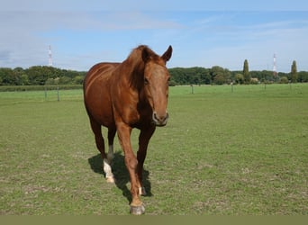 Belgian Warmblood, Mare, 18 years, 16.1 hh, Chestnut-Red