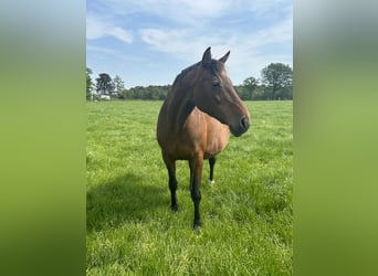 Belgian Warmblood, Mare, 18 years, 16 hh, Bay-Dark