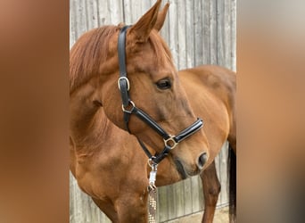 Belgian Warmblood, Mare, 19 years, 16,2 hh, Chestnut-Red