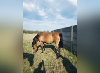 Belgian Warmblood, Mare, 19 years, 16 hh, Brown