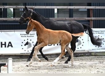 Belgian Warmblood, Mare, 1 year, 12.2 hh, Chestnut-Red