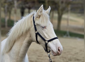 Belgian Warmblood, Mare, 1 year, 13,2 hh, Perlino