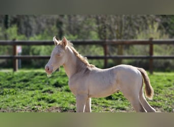 Belgian Warmblood, Mare, 1 year, 13,2 hh, Perlino