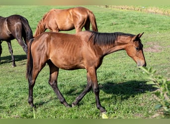 Belgian Warmblood, Mare, 1 year, 14.1 hh, Brown