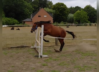 Belgian Warmblood, Mare, 1 year, 16,2 hh, Brown