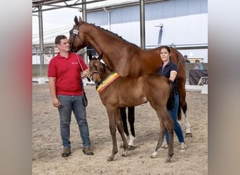 Belgian Warmblood, Mare, 1 year, Bay-Dark