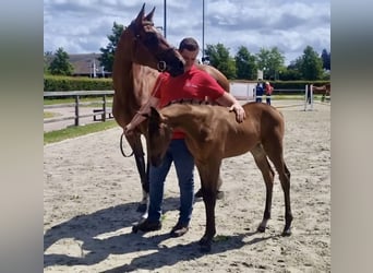 Belgian Warmblood, Mare, 1 year, Bay-Dark