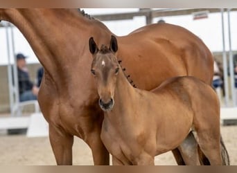 Belgian Warmblood, Mare, 1 year, Bay-Dark