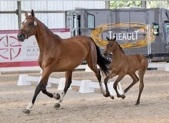 Belgian Warmblood, Mare, 1 year, Bay-Dark