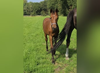 Belgian Warmblood, Mare, 1 year, Brown