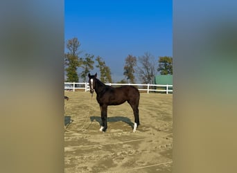 Belgian Warmblood, Mare, 1 year, Brown