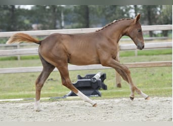 Belgian Warmblood, Mare, 1 year, Chestnut-Red