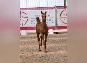 Belgian Warmblood, Mare, 1 year, Chestnut