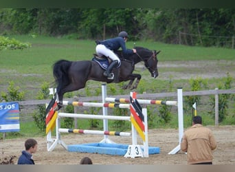 Belgian Warmblood, Mare, 21 years, 16.2 hh, Black