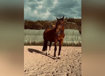 Belgian Warmblood, Mare, 22 years, 16,2 hh, Bay-Dark