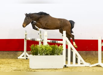 Belgian Warmblood, Mare, 2 years, 13,1 hh, Brown