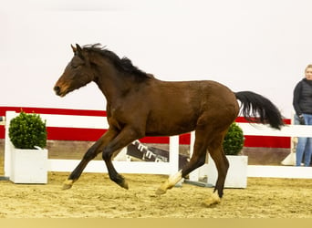 Belgian Warmblood, Mare, 2 years, 13,1 hh, Brown