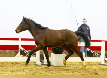 Belgian Warmblood, Mare, 2 years, 13,1 hh, Brown