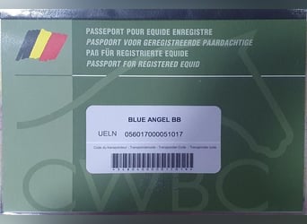 Belgian Warmblood, Mare, 2 years, 13.1 hh, Palomino