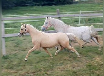 Belgian Warmblood, Mare, 2 years, 13,1 hh, Palomino