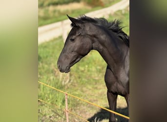 Belgian Warmblood, Mare, 2 years, 14,2 hh, Black