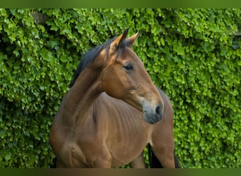 Belgian Warmblood, Mare, 2 years, 14,2 hh, Brown