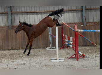 Belgian Warmblood, Mare, 2 years, 14,3 hh, Brown