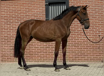 Belgian Warmblood, Mare, 2 years, 14,3 hh, Brown