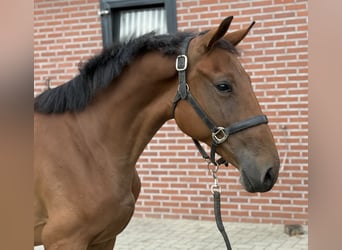 Belgian Warmblood, Mare, 2 years, 14,3 hh, Brown