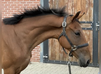 Belgian Warmblood, Mare, 2 years, 14,3 hh, Brown