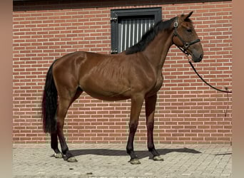 Belgian Warmblood, Mare, 2 years, 14,3 hh, Brown