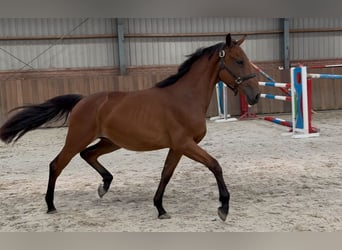 Belgian Warmblood, Mare, 2 years, 14,3 hh, Brown