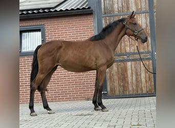 Belgian Warmblood, Mare, 2 years, 14,3 hh, Brown