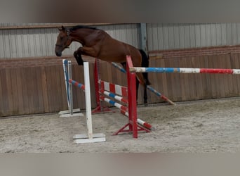 Belgian Warmblood, Mare, 2 years, 14,3 hh, Brown