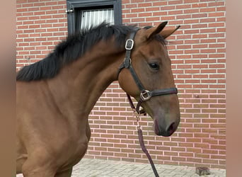Belgian Warmblood, Mare, 2 years, 14,3 hh, Brown