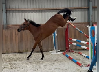 Belgian Warmblood, Mare, 2 years, 14,3 hh, Brown