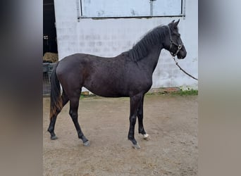 Belgian Warmblood, Mare, 2 years, 15,2 hh, Black