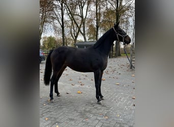 Belgian Warmblood, Mare, 2 years, 16.1 hh, Bay-Dark