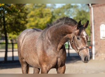 Belgian Warmblood, Mare, 2 years, 16.1 hh, Grey