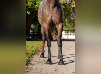 Belgian Warmblood, Mare, 2 years, 16.1 hh, Grey