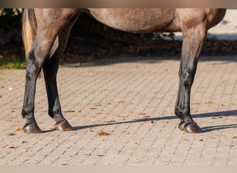 Belgian Warmblood, Mare, 2 years, 16.1 hh, Grey