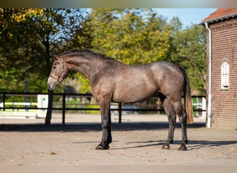 Belgian Warmblood, Mare, 2 years, 16.1 hh, Grey