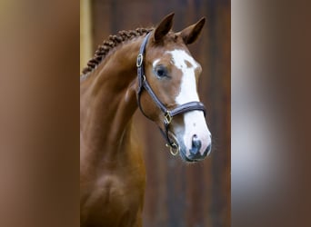 Belgian Warmblood, Mare, 2 years, 16,2 hh, Chestnut-Red